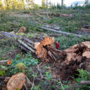 A man in a red jacket stands beside the base of a fallen western redcedar among a giant clearcut of hundreds other old-growth trees.