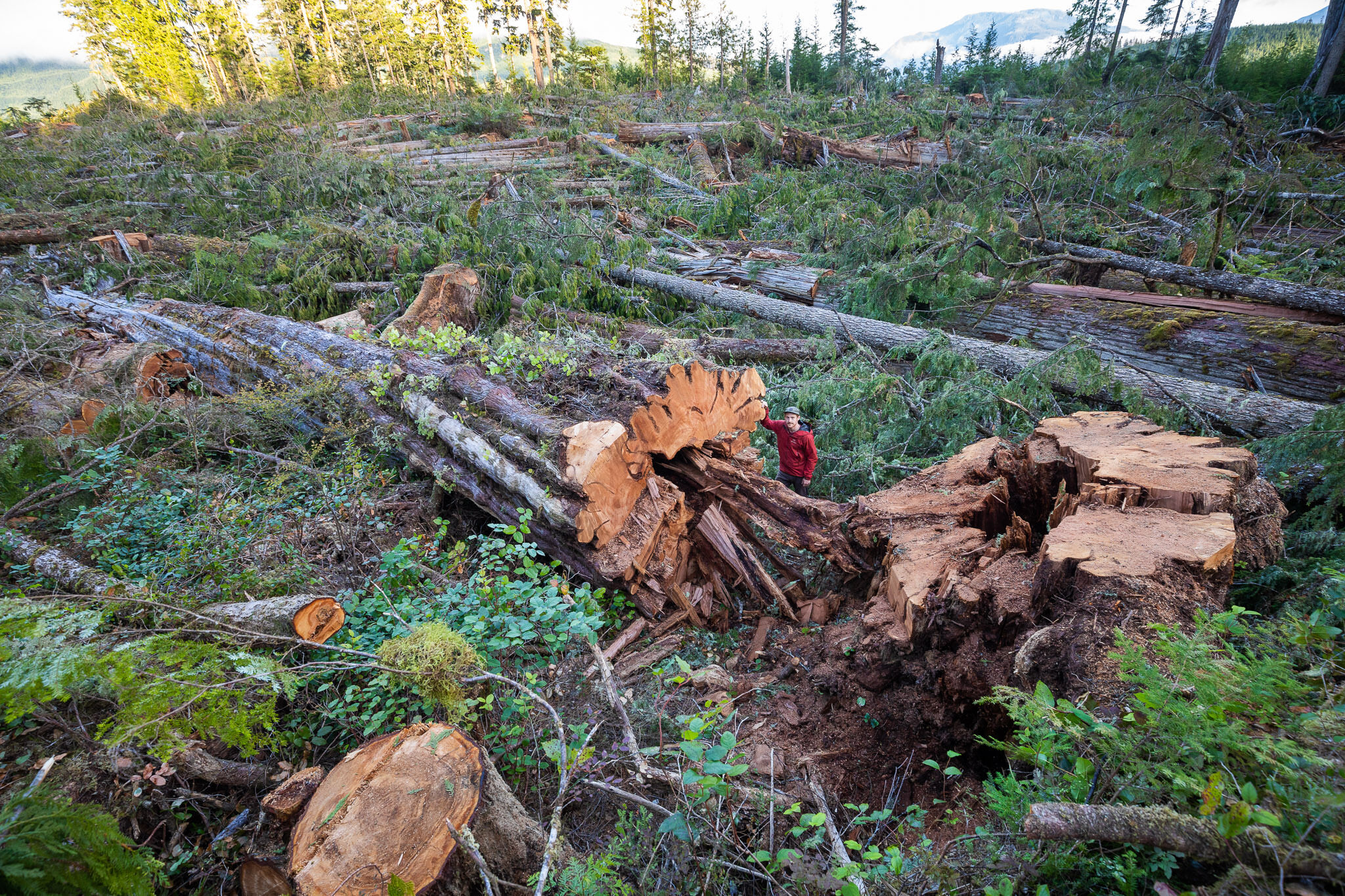 A man in a red jacket stands beside the base of a fallen western redcedar among a giant clearcut of hundreds other old-growth trees.