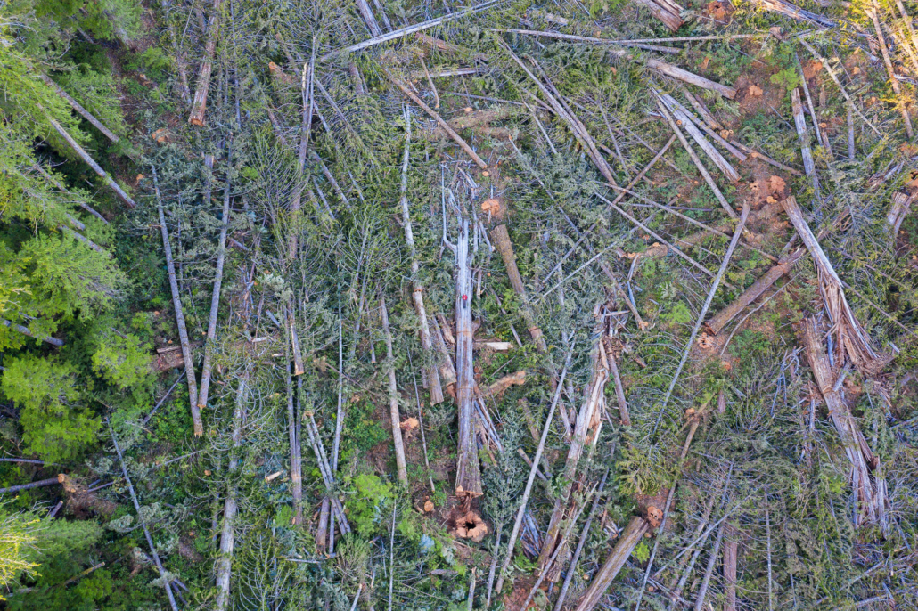 A man in a red jacket lays on a monumental western redcedar among hundreds of other fallen old-growth trees in a clearcut on northern Vancouver Island.