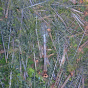 A man in a red jacket lays on a monumental western redcedar among hundreds of other fallen old-growth trees in a clearcut on northern Vancouver Island.