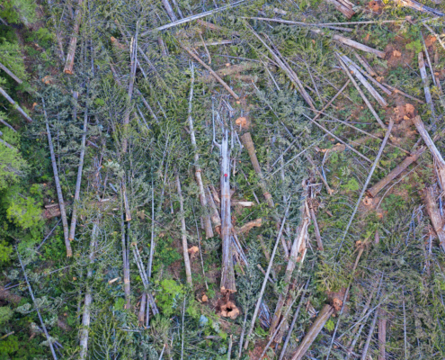 A man in a red jacket lays on a monumental western redcedar among hundreds of other fallen old-growth trees in a clearcut on northern Vancouver Island.