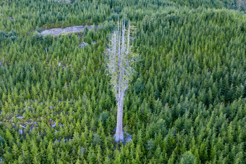 A lone cedar left standing nearby when the surrounding forest was clearcut years ago.