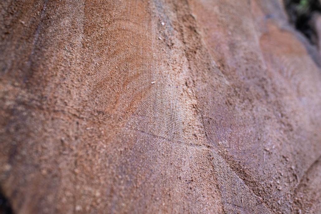 Centuries of growth measured by the hundreds of tight rings.