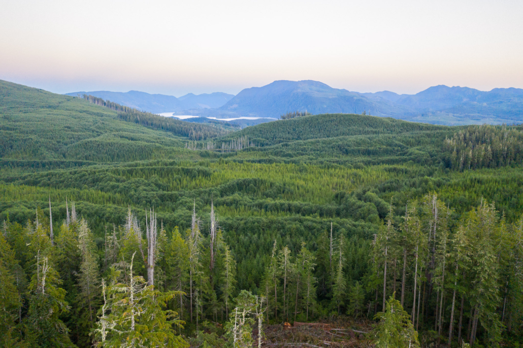 Looking into the distance one can see how this spectacular patch of old-growth forest was one of the last unprotected groves remaining in this heavily logged area of Quatsino Sound.