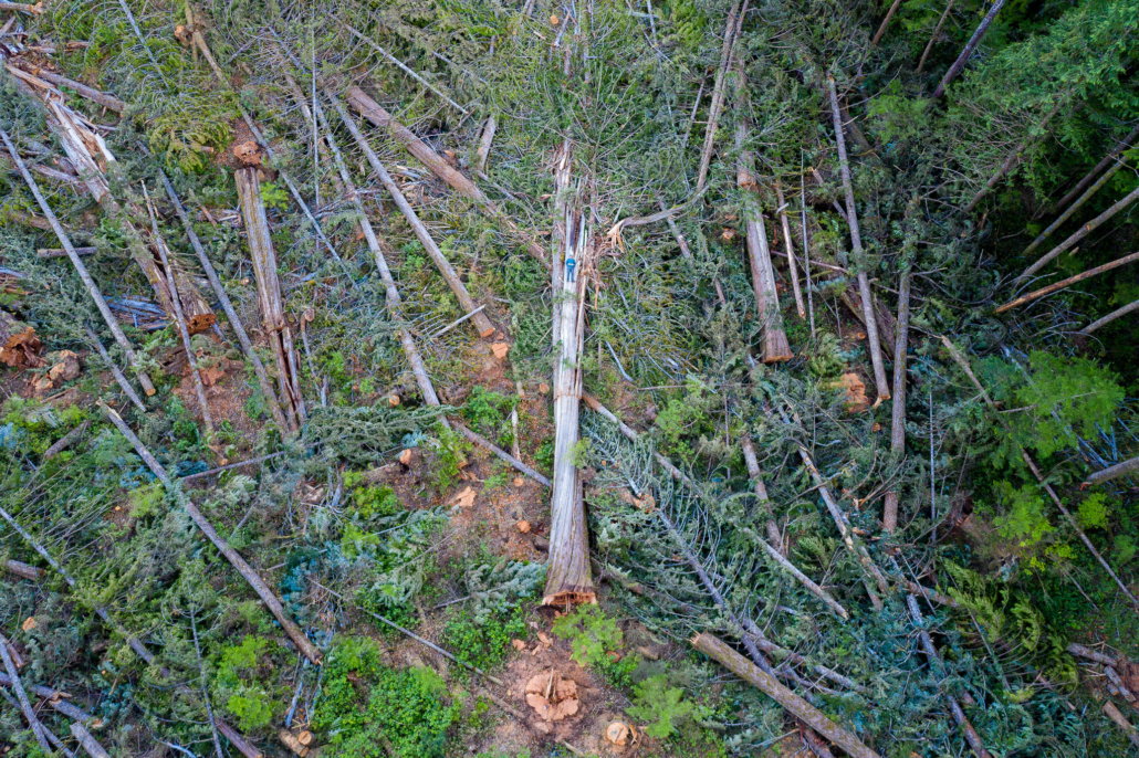 A view from above of a freshly fallen old-growth cedar tree that would have been many centuries old.