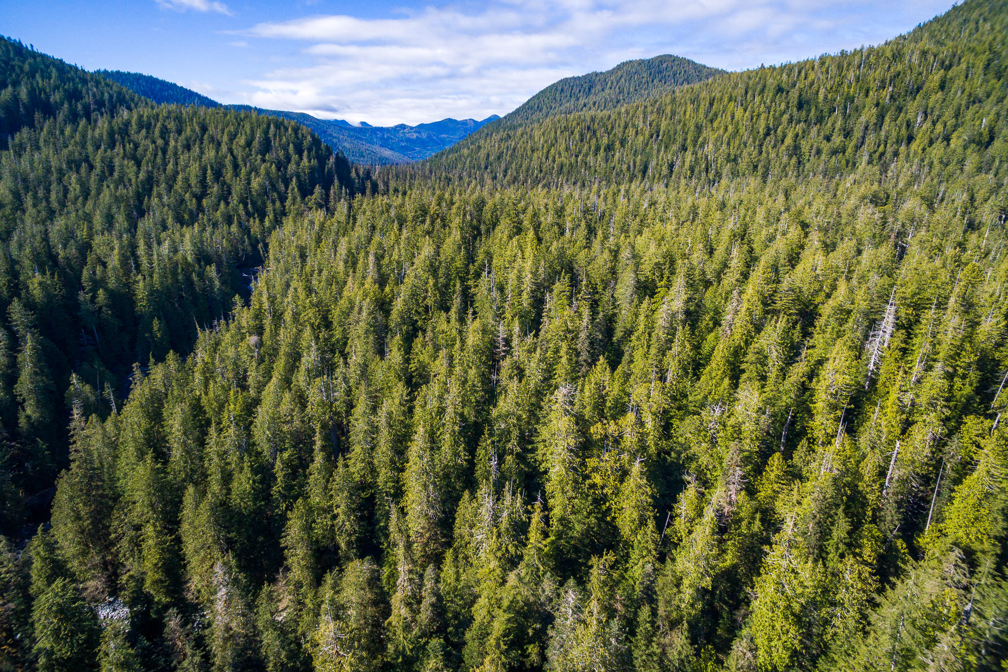 A sea of green old-growth in the Central Walbran Valley