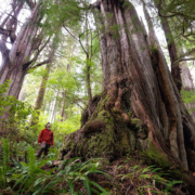 A man in a red jacket stands beside a massive western redcedar trunk in an old-growth forest.