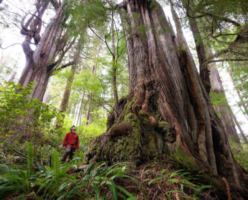 A man in a red jacket stands beside a massive western redcedar trunk in an old-growth forest.