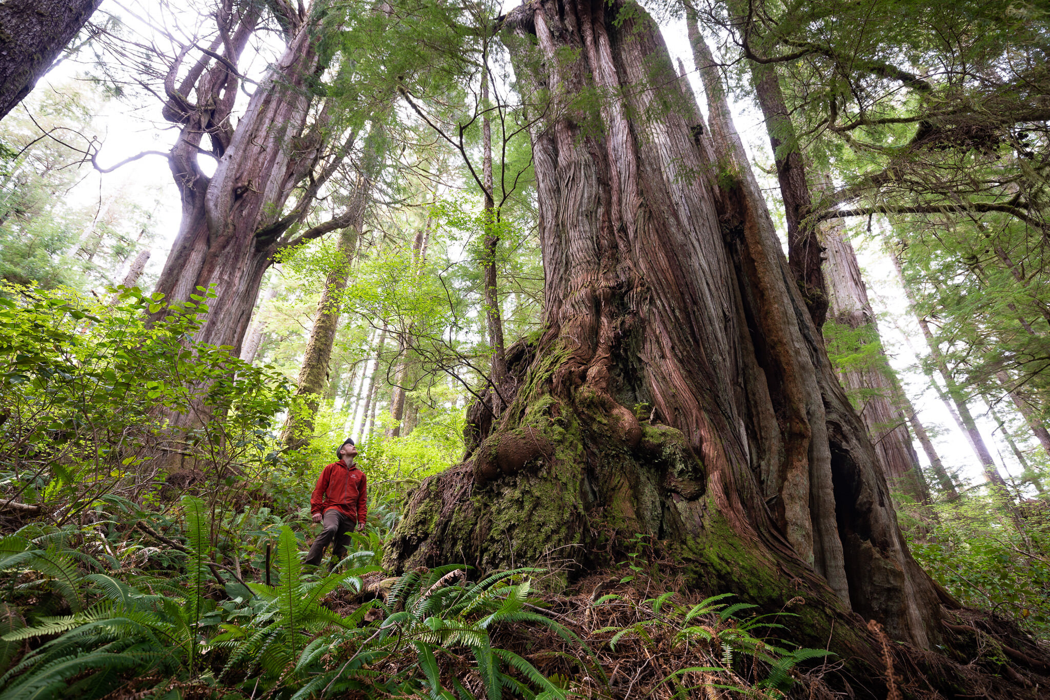 A man in a red jacket stands beside a massive western redcedar trunk in an old-growth forest.