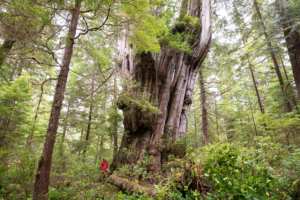The Wall, Flores Island, Clayoquot Sound, BC, Ahousaht territory. Perhaps Canada's most impressive tree!