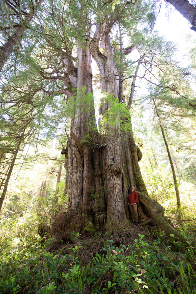 The Thornspire Cedar on Flores Island in Clayoquot Sound, BC. Ahousaht territory.