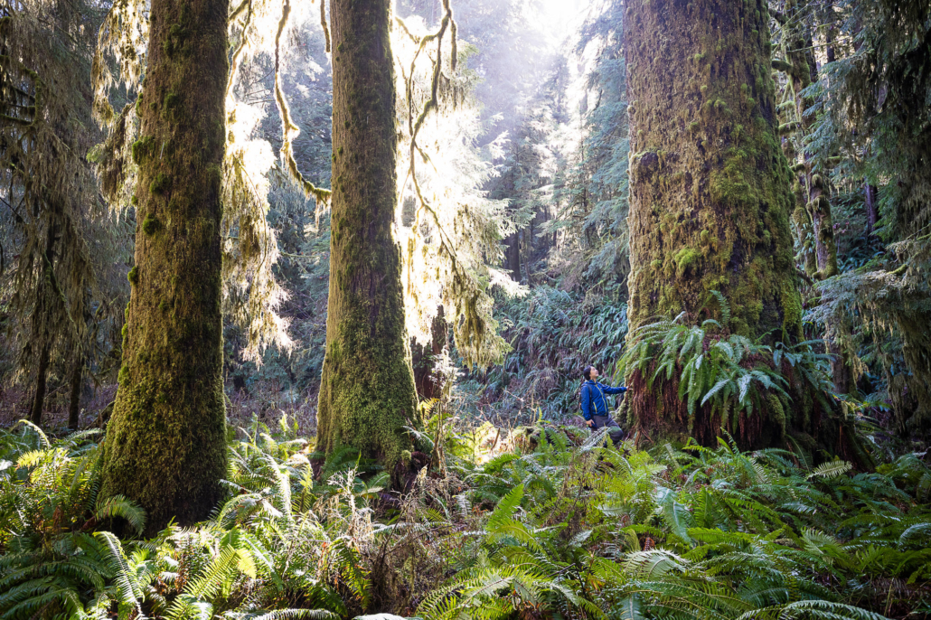 Endangered Ecosystems Alliance Executive Director, Ken Wu, stands beside a giant Sitka spruce tree in an old-growth forest west of Lake Cowichan in Ditidaht territory.