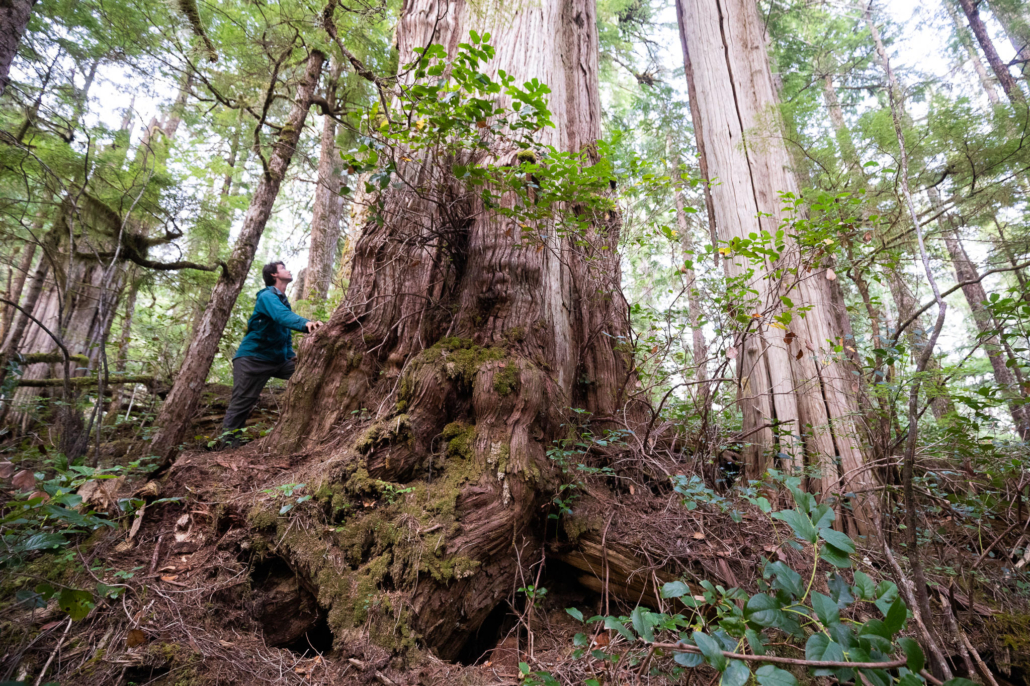 Old-growth under threat.