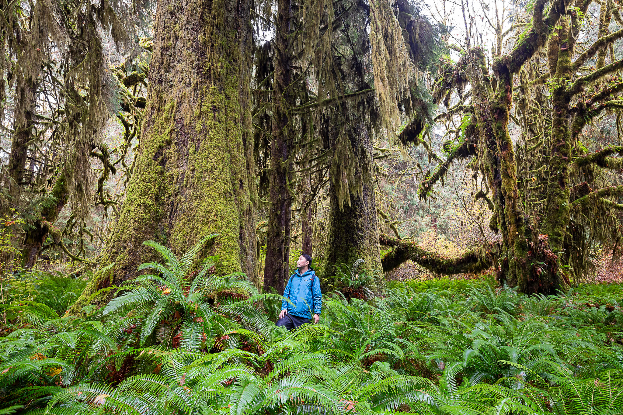 Endangered Ecosystems Alliance executive director, Ken Wu, stands in a blue jacket amongst the spectacular yet unprotected ancient forests of the Mossome Grove near Port Renfrew in Pacheedaht territory.