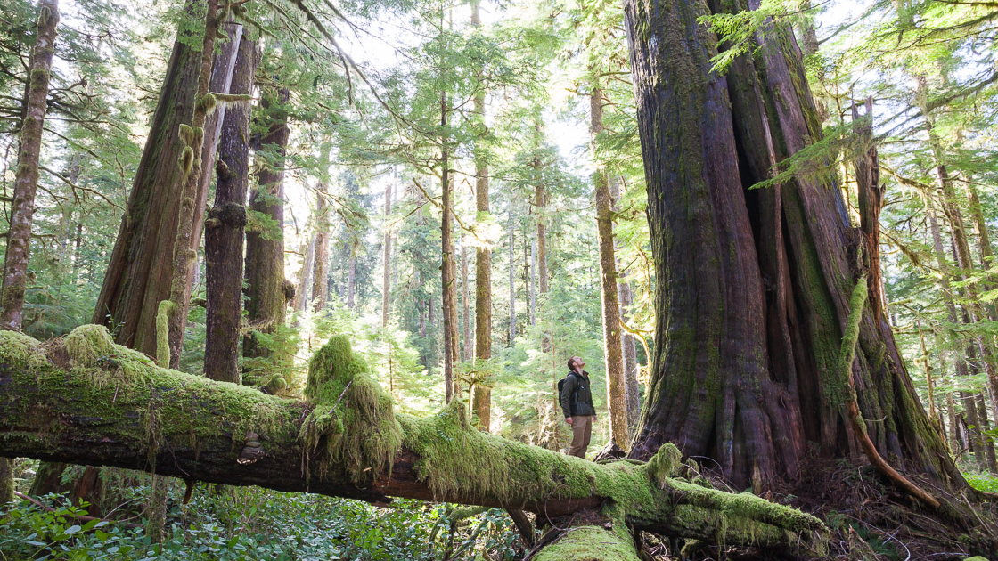 A man in a green shirt and chinos stands amidst a stunning old-growth grove, looking up at an ancient western redcedar. Moss, ferns, nurse logs, and other trees surround him in a sea of green.