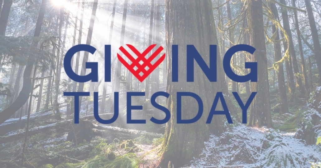 A lightened photo of a snowy old-growth forest with the words "Giving Tuesday" overlaid.