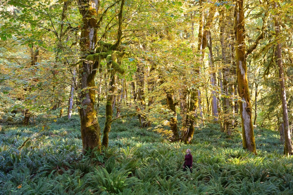 Celina Starnes from Endangered Ecosystems Alliance looks up at the big-leaf maple grove of the Burman River valley, which lies within the Mowachaht/Muchalaht salmon-park system.