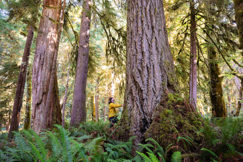 A man in a yellow jacket stands beside a massive Douglas-fir tree in an ancient Douglas-fir grove.