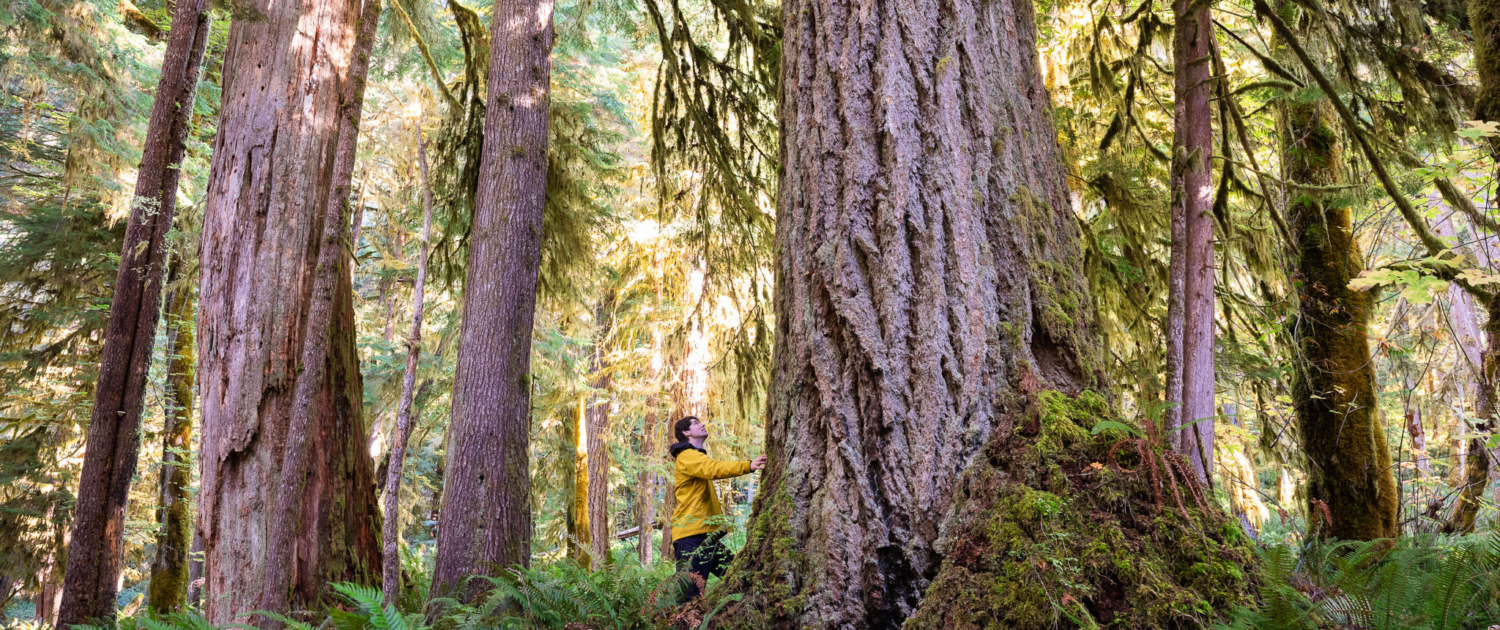 A man in a yellow jacket stands beside a massive Douglas-fir tree in an ancient Douglas-fir grove.