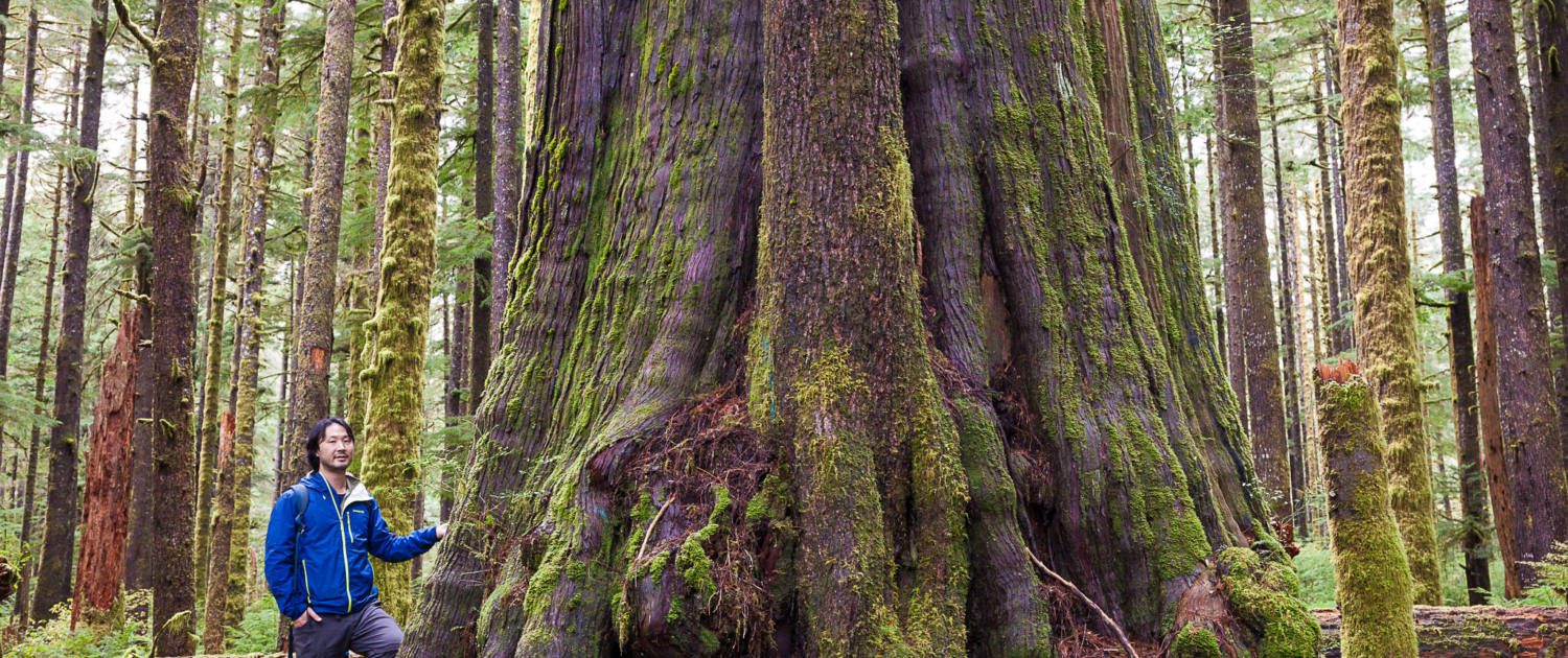 A man in a blue jacket stands beside a massive old-growth cedar in a forest.