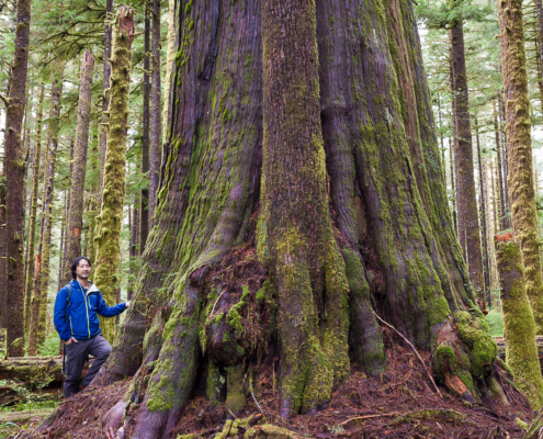 A man in a blue jacket stands beside a massive old-growth cedar in a forest.