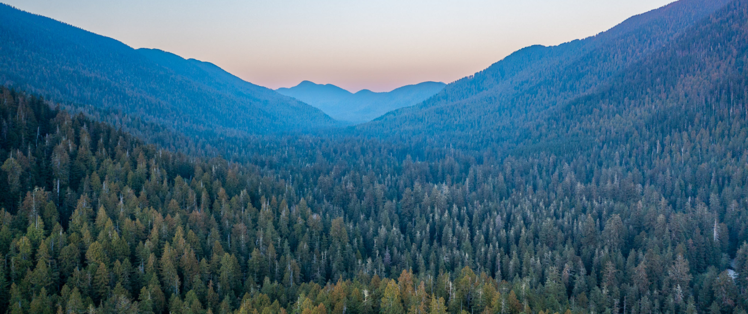 The Carmanah Valley at dusk, with shades of green and blue in the valley and pink along the mountain outline.