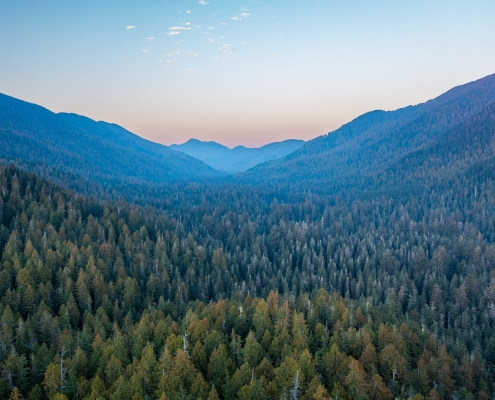 The Carmanah Valley at dusk, with shades of green and blue in the valley and pink along the mountain outline.