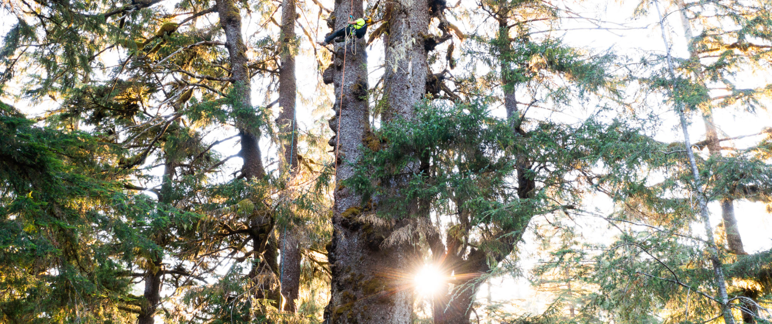 A man in neon scales a record-sized Sitka spruce as the sun peaks out from behind the branches as they sprawl every which way.