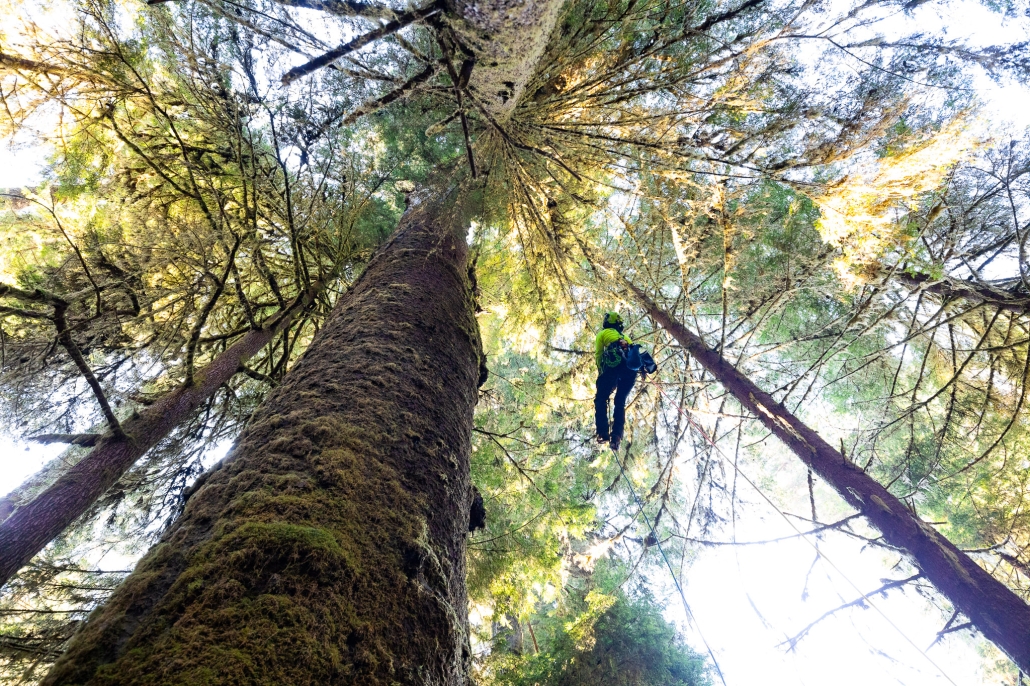 Taken from the ground looking upward, a man in a neon yellow shirt, helmet, and blue pants climbs a rope that lines one of the tallest trees —a massive Sitka spruce — in the Carmanah Valley. The tree's immense canopy is splayed out above him. 