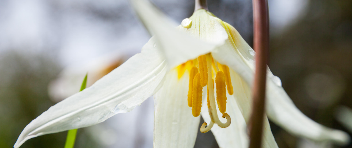 A white fawn lily, with its oblong petals and vibrant yellow pistil and stamen, hangs delicately.