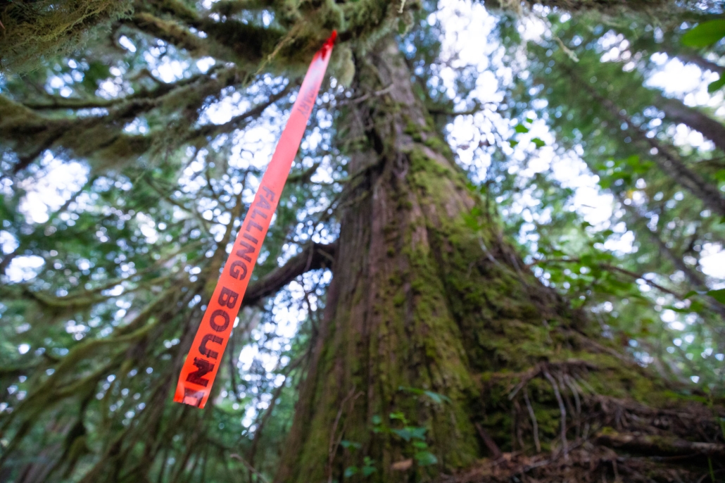 From ground level, we are looking up at an ancient western redcedar, of which is marked with falling tape and is in danger of being logged.