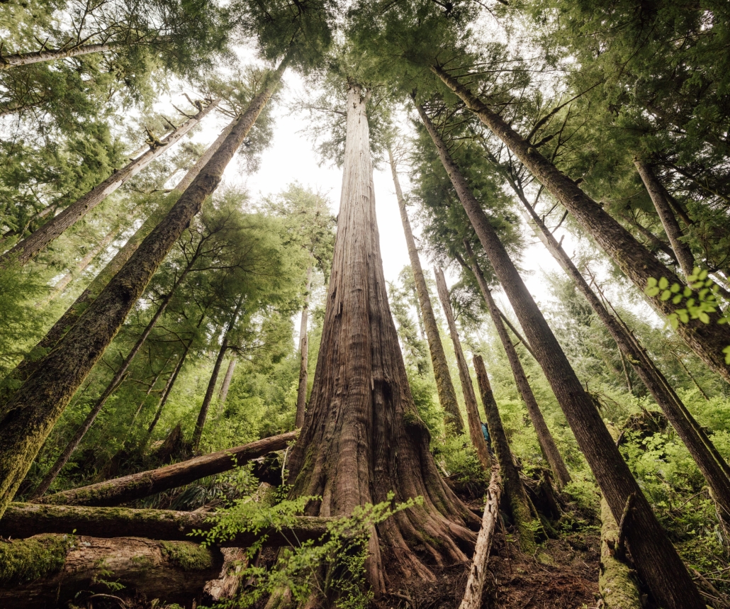 An old-growth western redcedar as seen looking up at the canopy from the ground. 