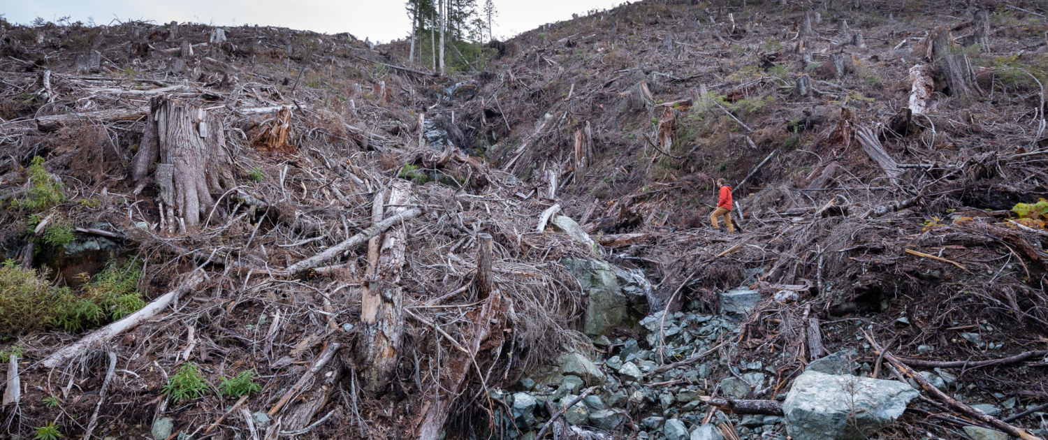 AFA's TJ Watt stands in a brutal cutblock that used to be an Old-Growth Management Area.