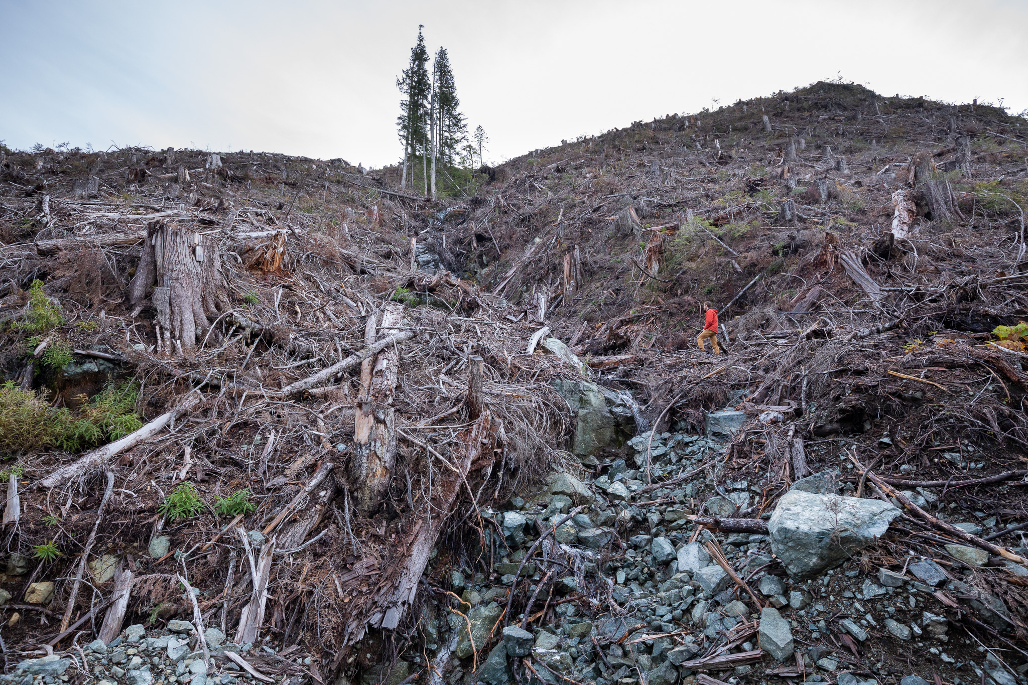 AFA's TJ Watt stands in a brutal cutblock that used to be an Old-Growth Management Area.