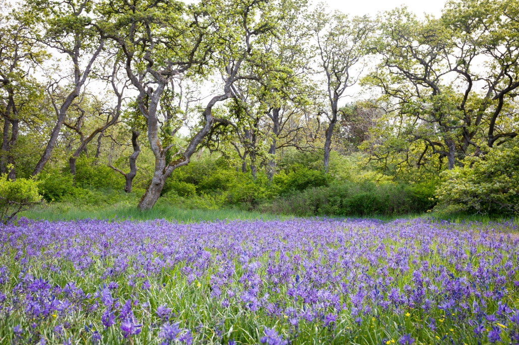 camas flowers bloom in a garry oak meadow in uplands park