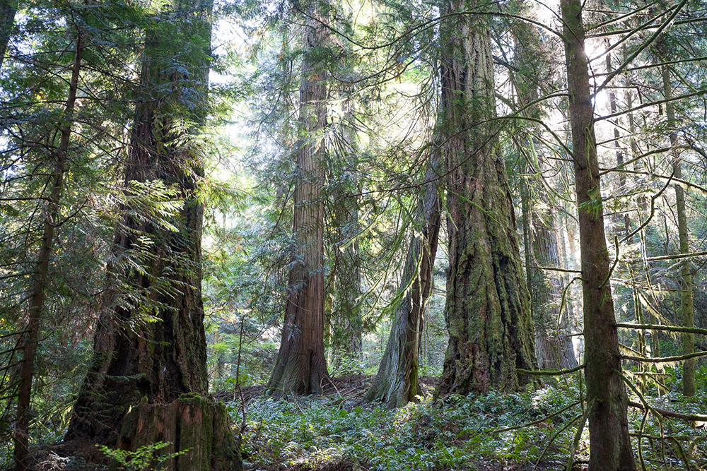 John Dean Park - old-growth hiking Victoria BC