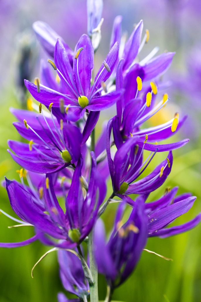 purple camas close up.