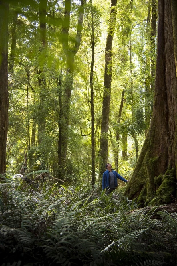 A hiker looks up to the lofty tree tops in the Milkshake Hills Forest Reserve in Tasmania’s Tarkine Rainforest.