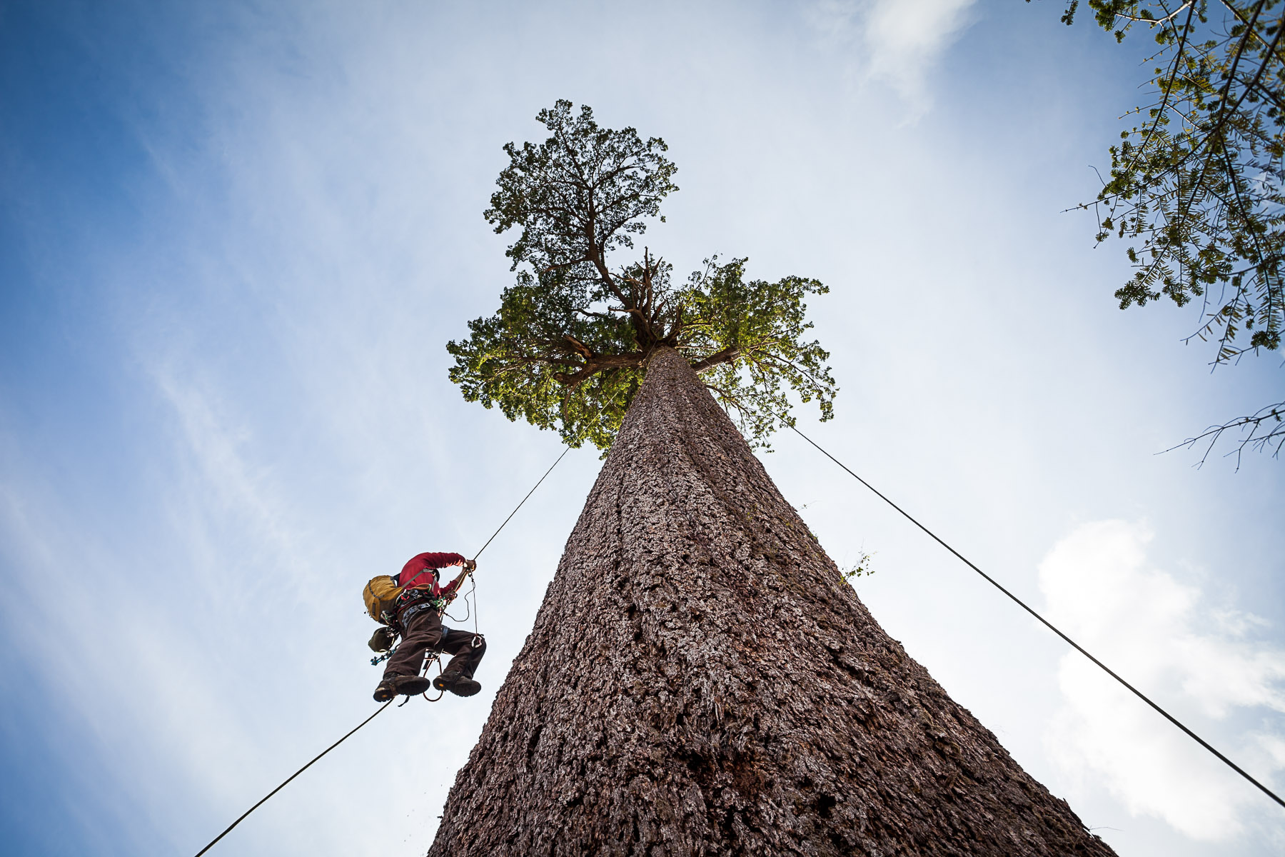 Climbers scale Big Lonely Doug in Pacheedaht territory against a bluebird sky.