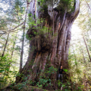 A giant redcedar tree on Flores Island. Ahousaht Hereditary Representative Tyson Atleo stands at its base.