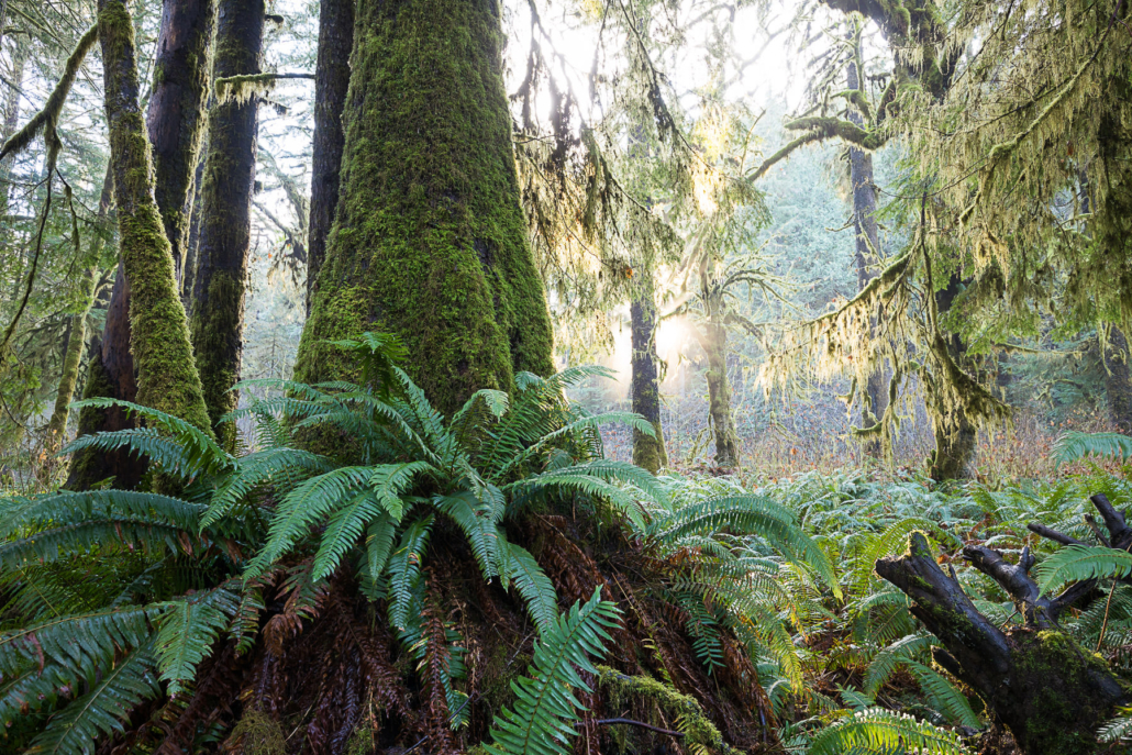 An old-growth Sitka spruce sits atop a bed of ferns while the morning sun peers through the forest canopy.