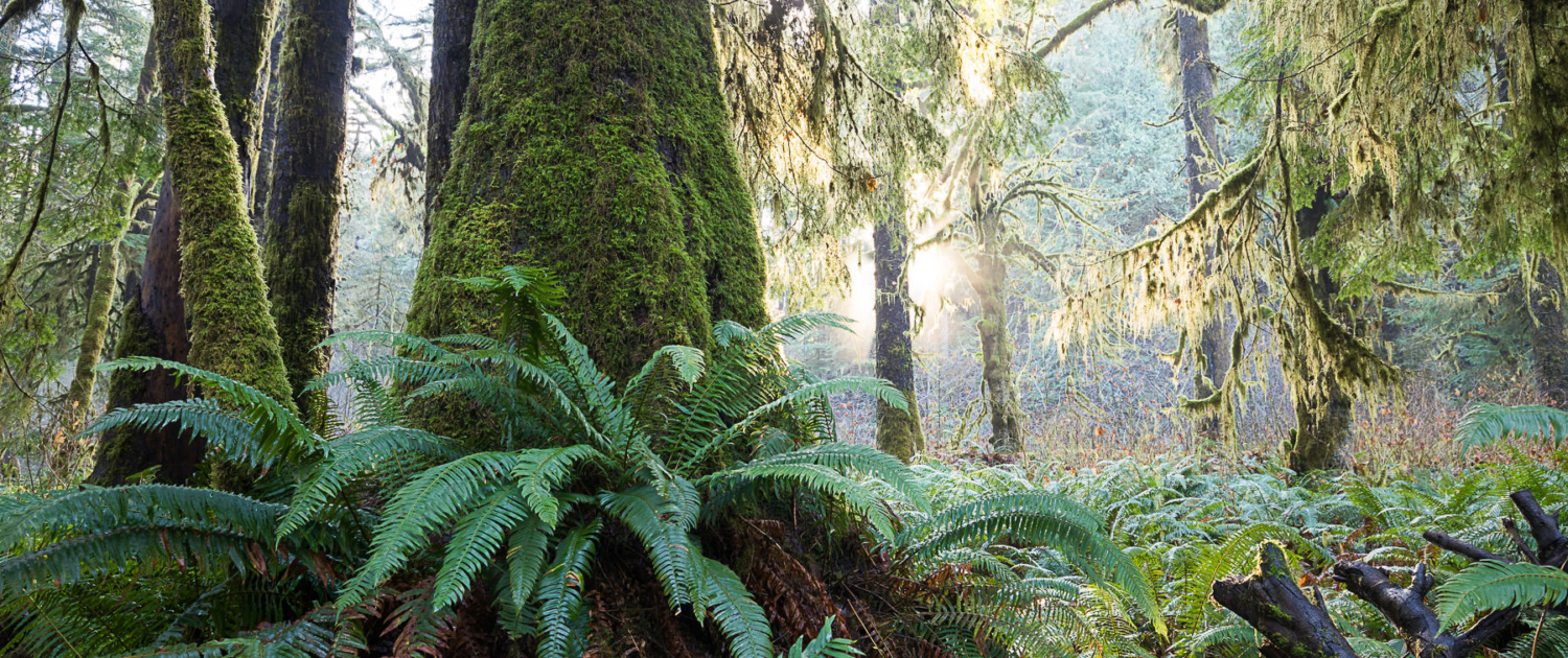 An old-growth Sitka spruce sits atop a bed of ferns while the morning sun peers through the forest canopy.