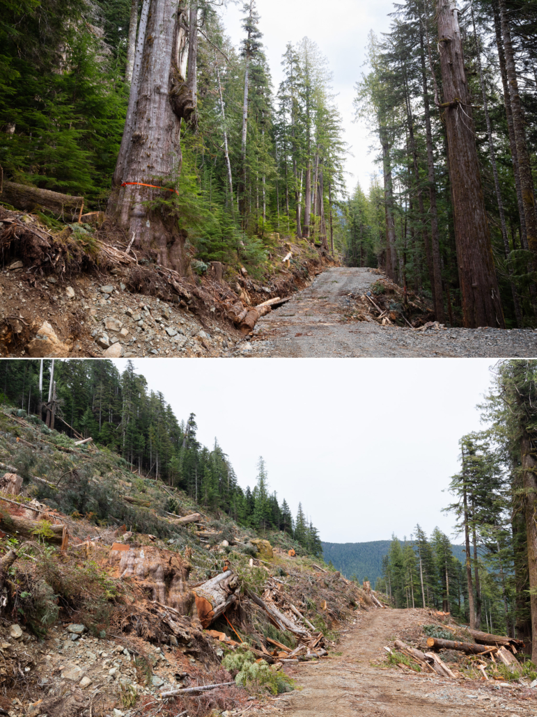 Before & after view of the old-growth forest lost in the BC Timber Sales cutblock in the Nahmint Valley.