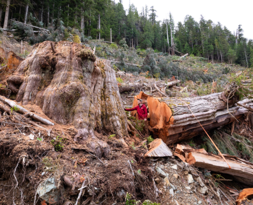 A giant old-growth redcedar tree cut down in the Namhint Valley