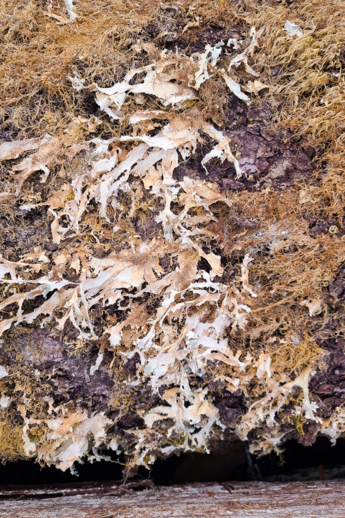 Oldgrowth specklebelly lichen, a species at risk, was identified possibly for the first time in the Nahmint Valley within the BC Timber Sales cutblock. Here, it's lost most of its bluish colour from being exposed to direct sunlight while on the trunk of a felled tree.