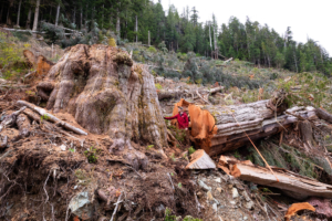 An immense redcedar measuring roughly 9 ft (3 m) wide recently felled in a BC Timber Sales cutblock in the Nahmint Valley.