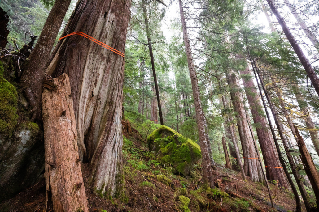 The orange nylon bands are wrapped around the ancient cedars to help prevent them from breaking when they hit the ground—a heartbreaking and infuriating sight to see in a forest as special as this.