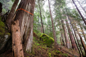 The orange nylon bands are wrapped around the ancient cedars to help prevent them from breaking when they hit the ground—a heartbreaking and infuriating sight to see in a forest as special as this.