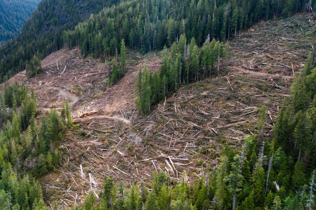 The BC Timber Sales planned and approved old-growth cutblock spans 17.4 hectares or roughly 31 football fields in size.