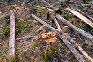 We counted 500+ rings to the hollow center of this stump...